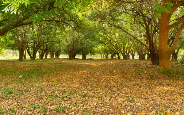 Way Through Summer Forest, Walkway Lane Path With Green Trees in Forest.