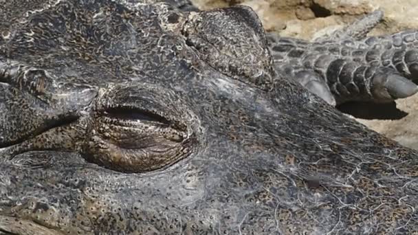 Gros Plan Oeil Crocodile Siamois — Video