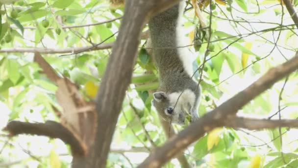 Gray Squirrel Chestnut Close Portrait — Stock Video