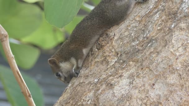 Video Cute Squirrel Close Seup — стоковое видео