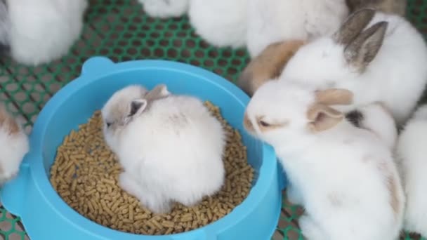 Viele Kleine Süße Kaninchen Fressen Pellets Einer Schüssel — Stockvideo