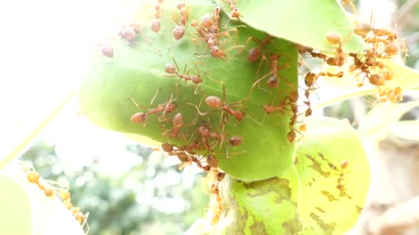 蚂蚁桥团结队 — 图库视频影像