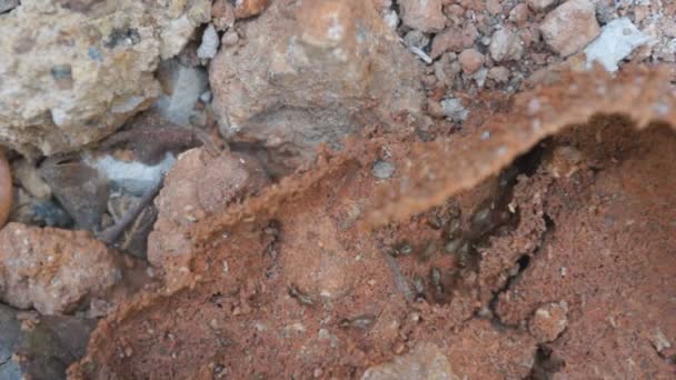 Termites Courant Dans Les Tunnels Mangeant Bois — Video