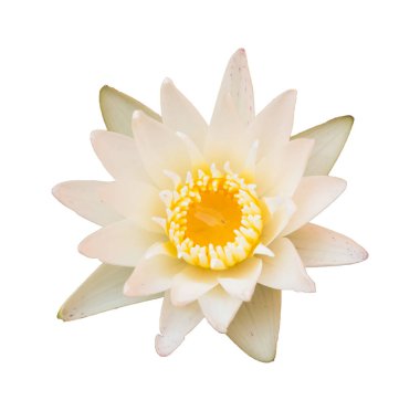 Ayrı tutma görüntü üzerinde beyaz lotus