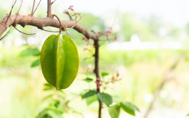 Ham star elma ağacında,
