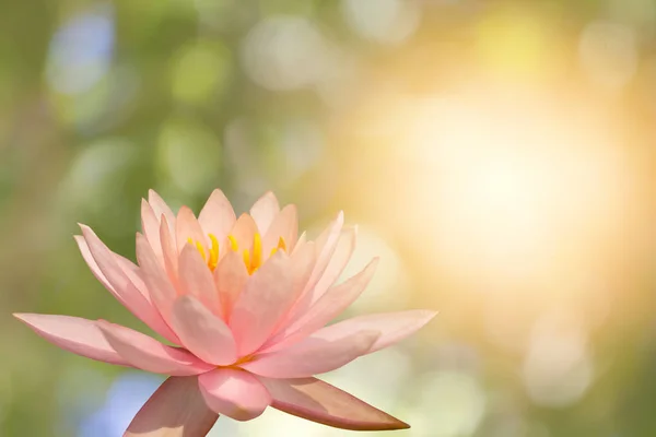 Yeşil bokeh arka plan üzerinde pembe Lotus,