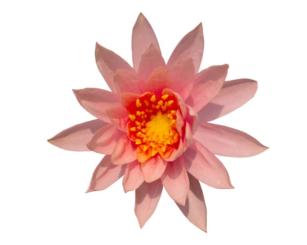粉红色莲花分离图像和白色背景 — 图库照片