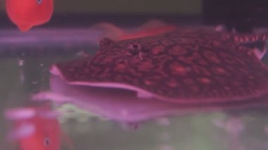 Güzel renk Stingray camına