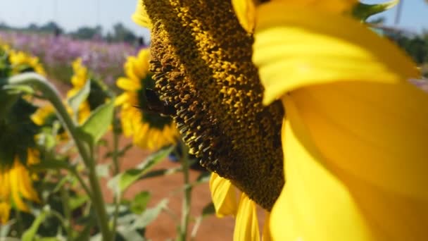 Mooie Eten Zonnebloem Bijenpollen Gelukkig Tijd — Stockvideo