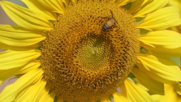 蜜蜂吃向日葵花粉 — 图库视频影像