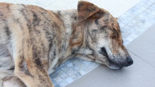 Modello Colore Del Cane Dormire Sulla Piastrella — Video Stock