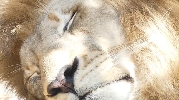 Grande Leão Dormindo Com Vídeo Perto — Vídeo de Stock