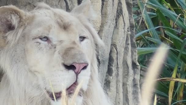 Close Van Video Witte Leeuw Met Gras Voorgrond — Stockvideo