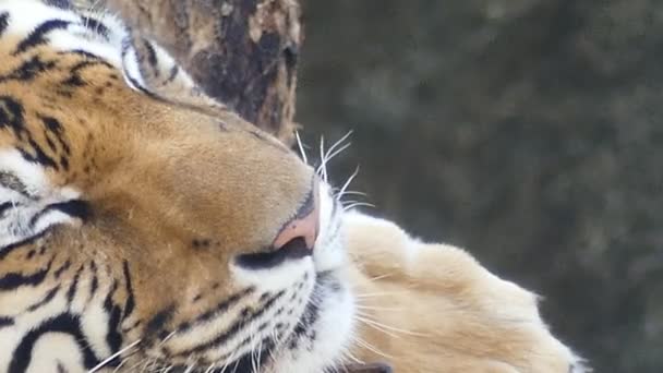 Закрыть Тигра Спящего Фоне Дерева — стоковое видео