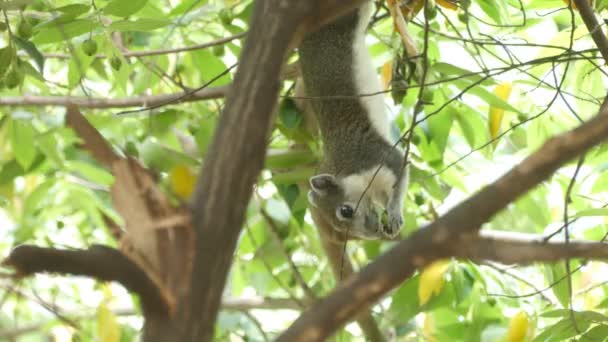 Squirrel Colour Gray Hanging Tree Eat Branch — Stock Video