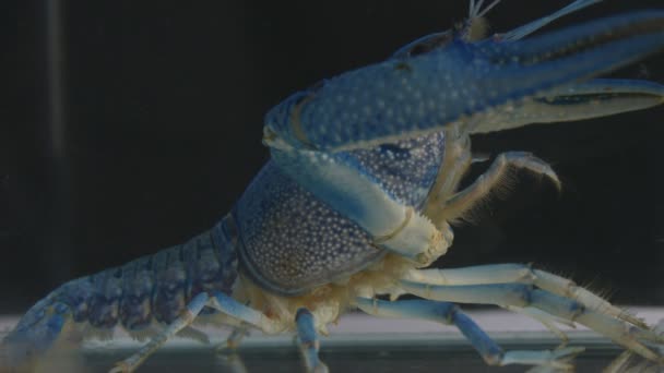 Krevety Které Jsou Maskovány Při Hledání Potravy Pod Vodou Zblízka — Stock video