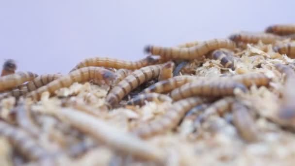 Gusanos Comida Nombre Común Para Las Larvas Del Escarabajo Tenebrio — Vídeos de Stock
