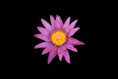 siyah arka plan üzerine pembe lotus,