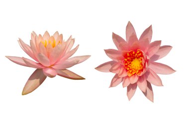 Pembe lotus ayrı tut moduyla resim ve beyaz arka plan,