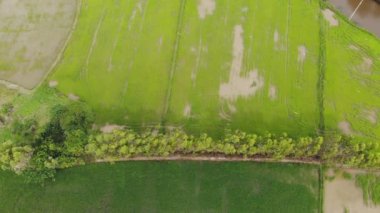 Üstten görünüm sinek pirinç alan üzerinde