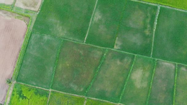 Luftdrohne Geschossen Draufsicht Spinnennetz Reisfelder Landschaft — Stockvideo