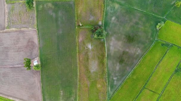 Vidéo aérienne du drone de rizières avec chalets 