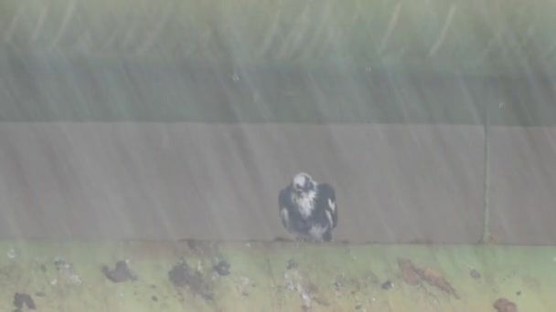 Gli Uccelli Sono Sotto Pioggia Dentro Tetto — Video Stock