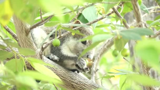 Eekhoorn Eten Van Fruit Boom — Stockvideo