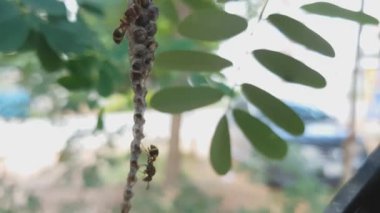 WASP de tehlikeli bir hatanın kovan üzerinde,