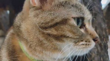 Bir kedi seyir sol ve sağ güzel yakın çekim,