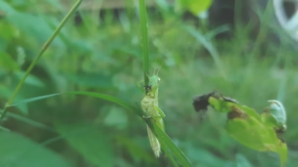 Groene Kleur Sprinkhaan Eten Gras Tuin — Stockvideo