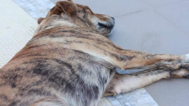 Şirin Bir Renk Desen Döşemesi Yerde Yatarken Köpek — Stok video