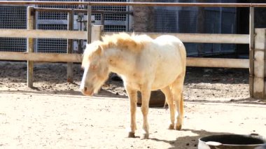 Küçük beyaz at stand ve güneş banyosu üzerinde uyuyor,
