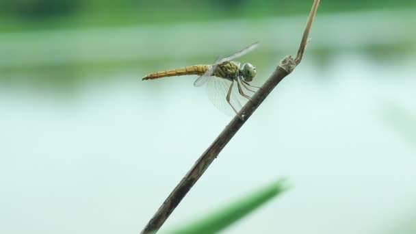 在树枝上的蜻蜓和模糊的湖泊背景 — 图库视频影像