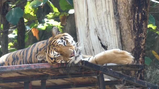 Tigre Está Dormindo Uma Árvore Grande — Vídeo de Stock