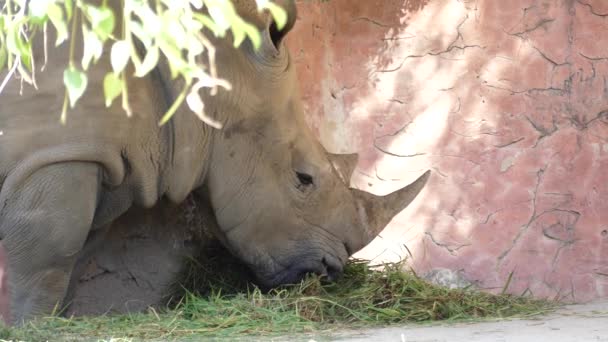 Nashorn Frisst Gras Auf Steinhintergrund — Stockvideo