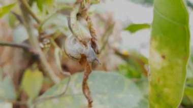 Ağaç üzerinde kuru yapraklar yemek salyangoz,