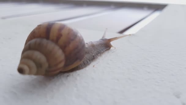 Snail Climbing White Wall — Stock Video