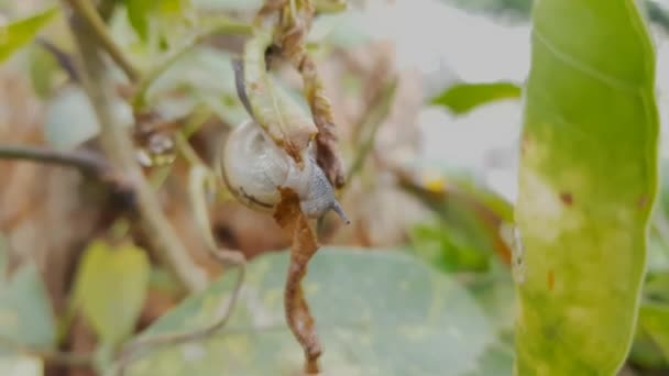 蜗牛在树上吃干树叶 — 图库视频影像