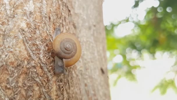 Snail Climbing Tree — Stock Video