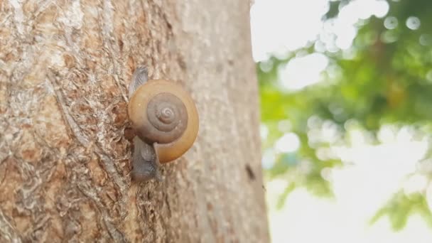 Caracol Está Subindo Árvore — Vídeo de Stock