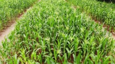 Mısır tarlasında yüksek açı video Slaytlar.