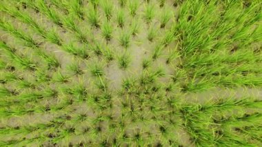 Video 4k, yüksek açı video yukarı doğru yeşil pirinç tarlaları slaytlar.
