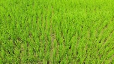 Yüksek açı video Slaytlar arasında yeşil pirinç tarlaları.