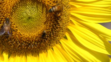 Ayçiçeği polen yeme arılar,
