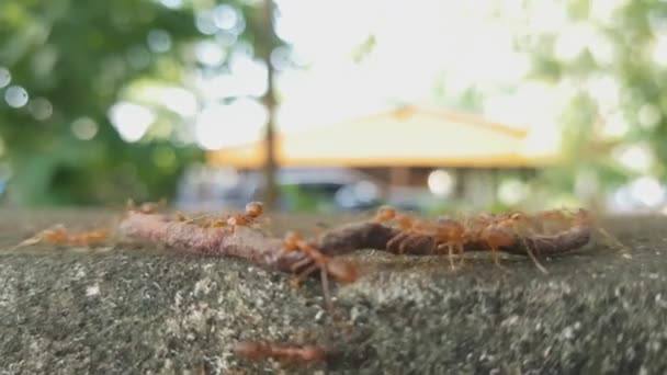 Ants Moving Earthworm — Stock Video