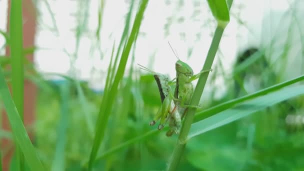 Les Sauterelles Remontent Sur Herbe Des Arbres — Video