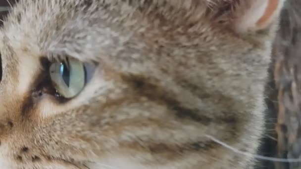 Close Van Video Een Kat Oog Zoek — Stockvideo