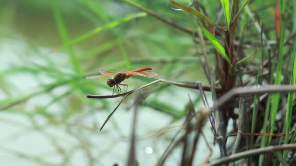 Rote Libelleninsel Auf Einem Ast Auf Verschwommenem Grashintergrund — Stockvideo
