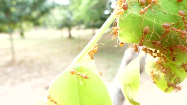 小红蚂蚁在树枝上筑巢 — 图库视频影像